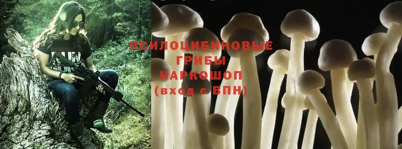 Галлюциногенные грибы MAGIC MUSHROOMS  купить наркоту  МЕГА маркетплейс  Палласовка 